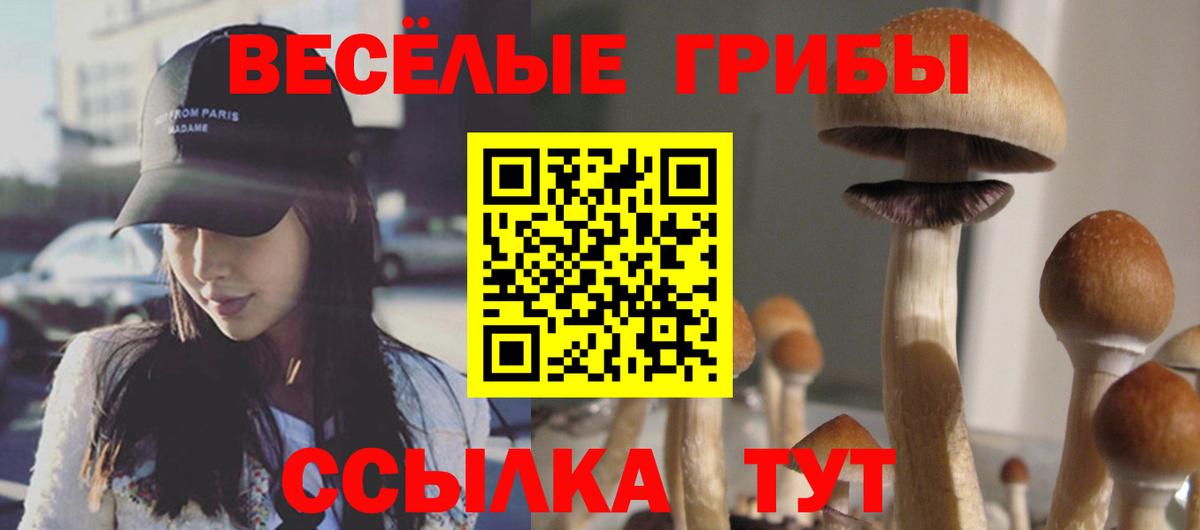 Псилоцибиновые грибы Psilocybine cubensis Гусиноозёрск